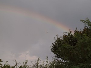 1200-P9051273